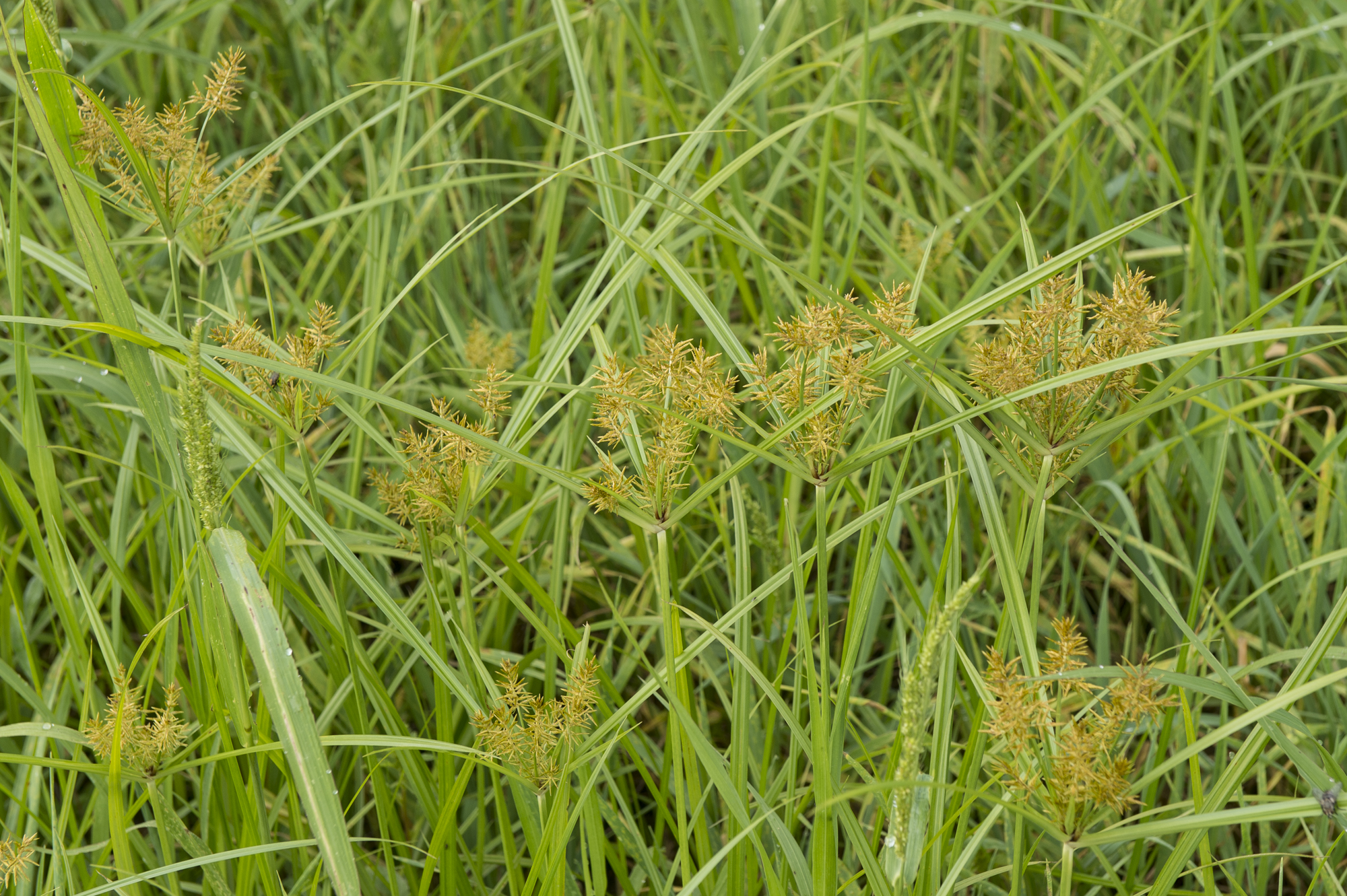 Image of Yellow nutsedge plant in a pot